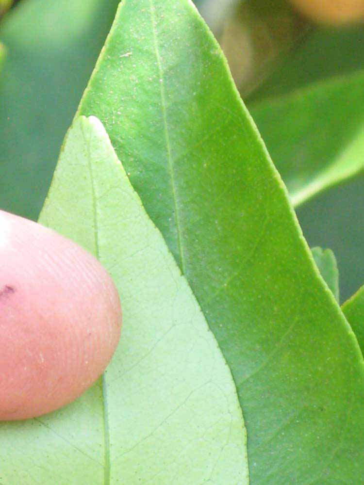              Margin (Riverside, CA)       